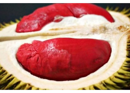 2017–05-31  泰国榴莲出新品 红色果肉 估3年后上市